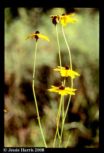 کورئوپسیس گلادیاتا